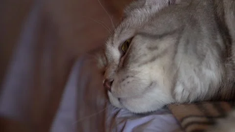 Scottish cat lies on the bed. Close-up. Видео 149573681