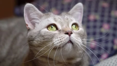 Scottish cat lies on the bed. Close-up. Video stock 149658052