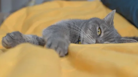Scottish cat lies on a bed Stock Footage