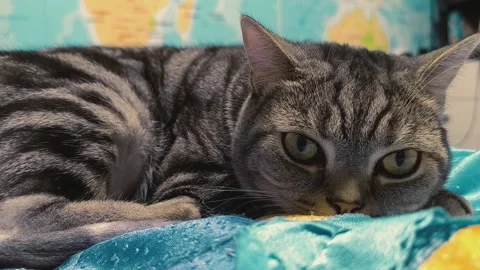 The Scottish cat lies playfully, with a map in the background Stock Footage 273948680
