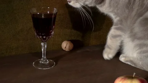 Scottish cat lies on the table Видео 166027331