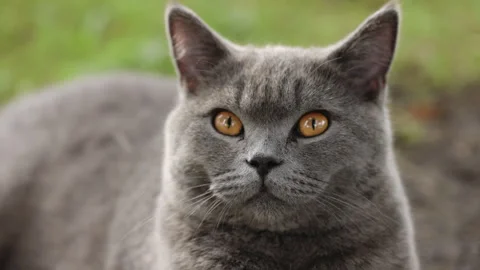 Scottish cat looking at camera. Portrait of gray tabby cat. Cute domestic animal Stock Footage 255504365