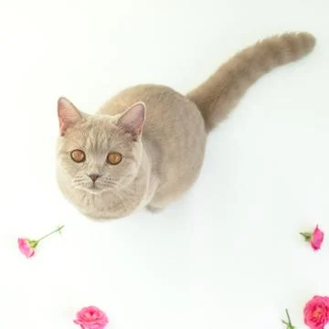 Scottish cat looking at camera on white. Scottish cat and flowers Foto stock