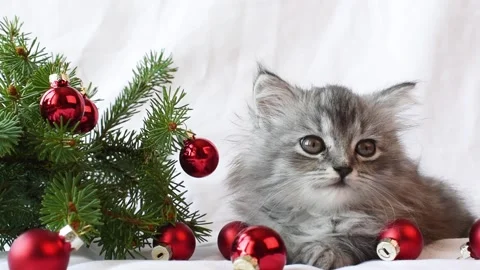 A Scottish cat is lying and yawning widely next to a branch of a Christmas tree. Stock Footage 160129647