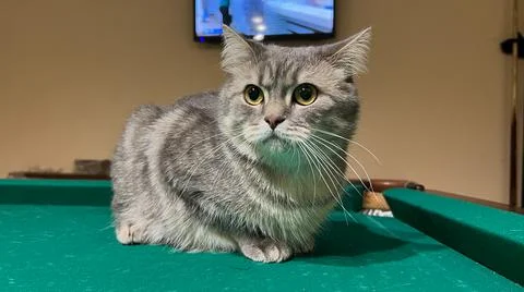 A Scottish cat is lying on a billiard table, a pet is posing on a green canvas Stock Photos