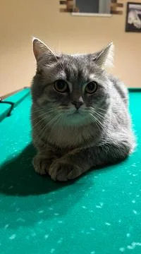 A Scottish cat is lying on a billiard table, a pet is posing on a green canvas Stock Photos