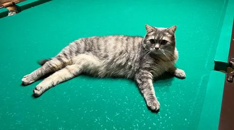 A Scottish cat is lying on a billiard table, a pet is posing on a green canvas Stock Photos
