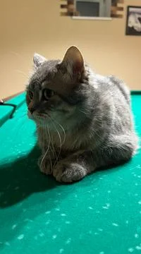 A Scottish cat is lying on a billiard table, a pet is posing on a green canvas Stock Photos