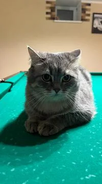 A Scottish cat is lying on a billiard table, a pet is posing on a green canvas Stock Photos