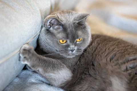 A Scottish cat is lying down. Stock Photos