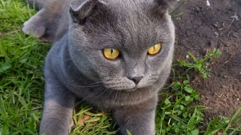 Scottish cat lying on the grass Stock-Footage 80541484