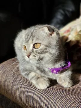 Scottish cat lying in sunlight Stock Photos