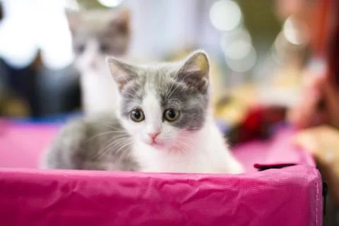 Scottish cat Stock Photos