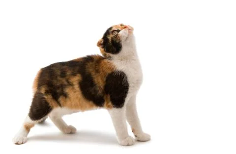 Scottish cat Stock Photos