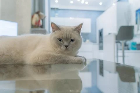 Scottish cat Stock Photos