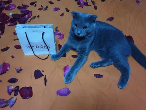 Scottish cat Stock Photos