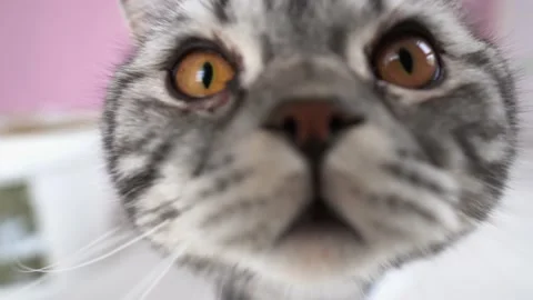 Scottish cat playing on the floor with a piece of paper, cute cat sniffing Stock Footage 148348545