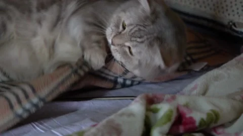 Scottish cat plays lying on the bed. Close-up. Stockbeeldmateriaal 149658220
