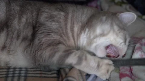 Scottish cat plays lying on the bed. Close-up. Stock Footage 150488415