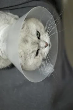 Scottish Cat In Protective Collar Side View Stock Photos
