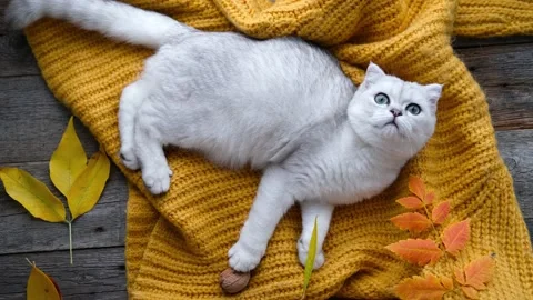 Scottish cat is resting on the floor on a warm knitted orange sweater. Stock Footage 233181804