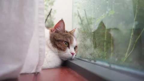 Scottish cat see rain drop on window in living room Stock Footage 284309629
