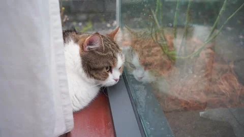 Scottish cat see rain drop on window in living room Stock Footage 284309696