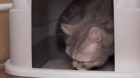 Scottish cat sits in a cat tray with filler Video stock 127837151