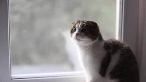 Scottish cat sits thoughtfully by the window Stock Footage 140914066