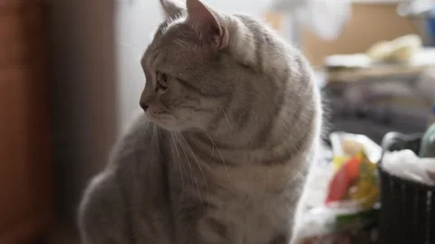 Scottish cat is waiting to be fed Video stock 137422479