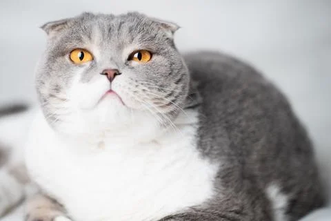 Scottish cat on a white background. Isolated. Close-up Stock Photos