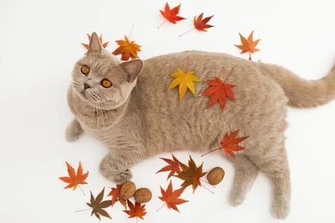 Scottish cat on white background. Scottish cat with autumnal fall leaves Foto stock