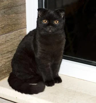 Scottish cat on the windowsill Stock Photos