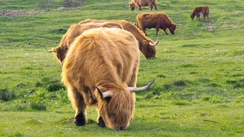 Scottish Cattles in Scottish Highlands Wilderness Stock Footage
