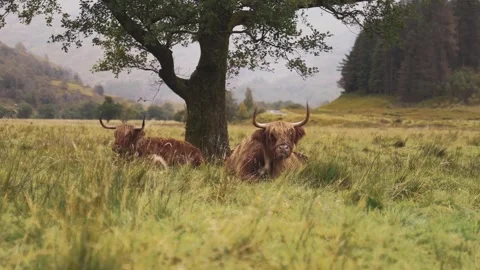 Scottish coos resting in the grass Stock Footage 246389546