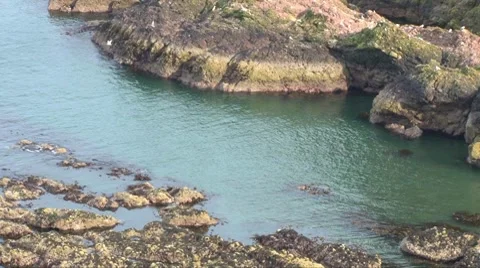 Scottish Cove Video stock 8358945