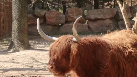 Scottish cow eating Stock Footage 73447974