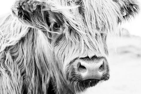 Scottish cow face Stock Photos