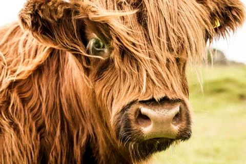 Scottish cow face Stock Photos