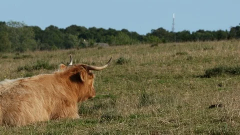 Scottish Cow Stock-Footage 101354579