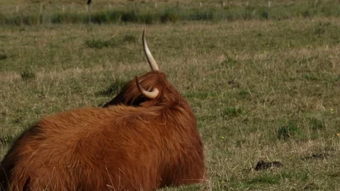 Scottish Cow Video stock 101354611