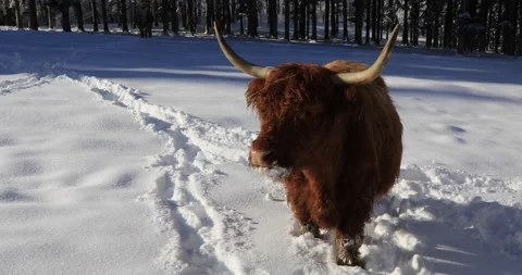 Scottish cow Stock Footage 168210601