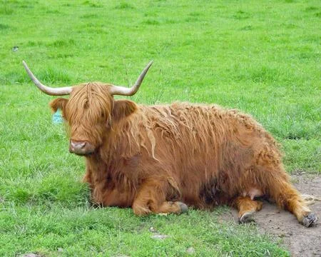 Scottish Cow Stock Photos