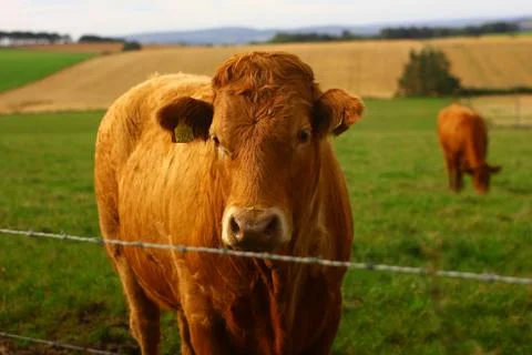 Scottish Cows Stock Photos