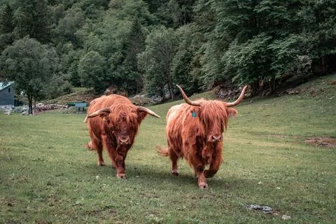 Scottish cows Stock-Fotos