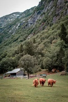 Scottish cows 스톡 사진