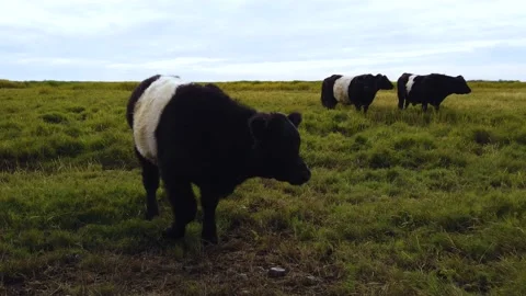 Scottish Cows On Summer Grassland Stock Footage 162007674