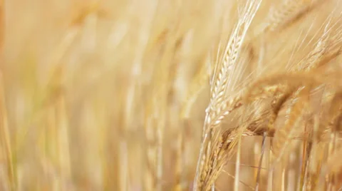 Scottish Crop Field Stock Footage 27700430