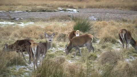 Scottish deer group, handheld, panning, Scotland Stock Footage 79845028