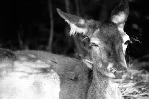 Scottish Deer Stock Photos